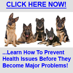 Stop German Shepherd Scratching