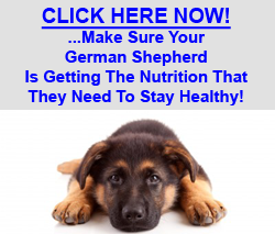 German Shepherd Food Health