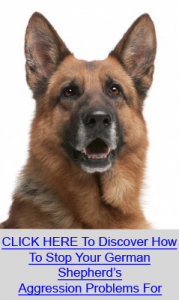 Stop German Shepherd Aggression